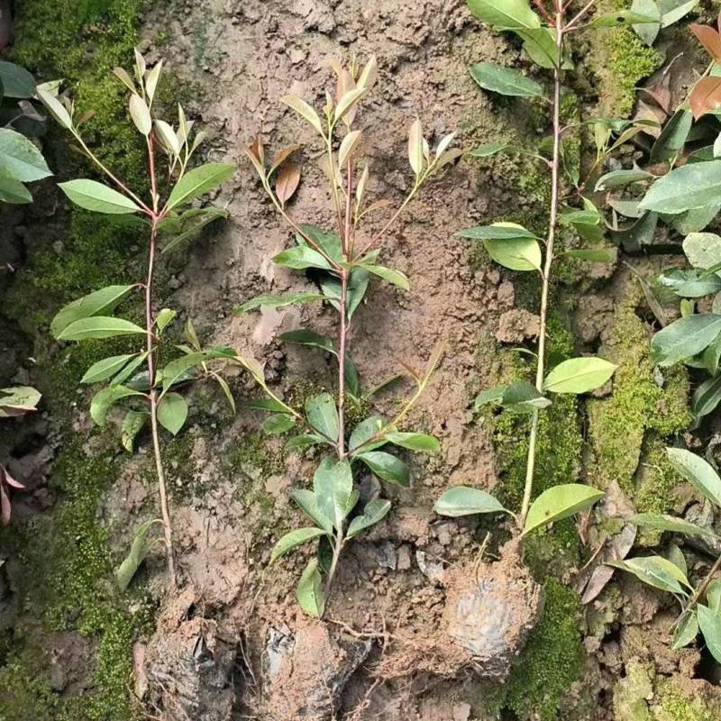 绿化苗木红叶石楠耐寒耐旱生命力顽强！适合庭院花园小区