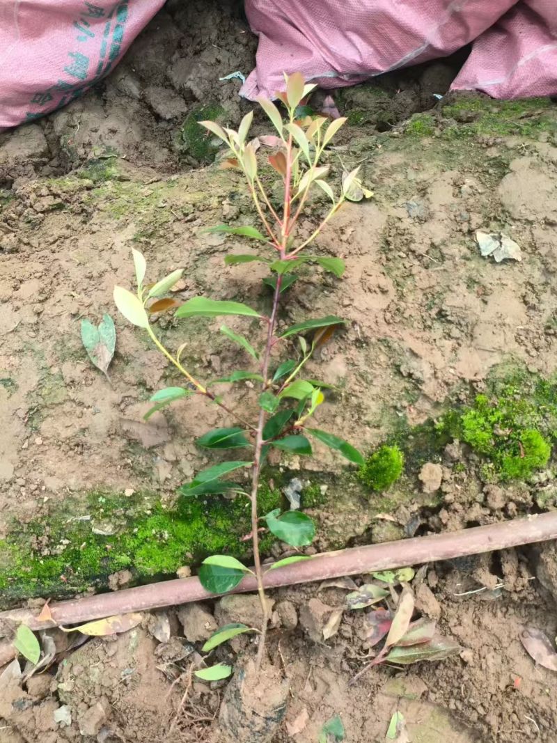 绿化苗木红叶石楠耐寒耐旱生命力顽强！适合庭院花园小区