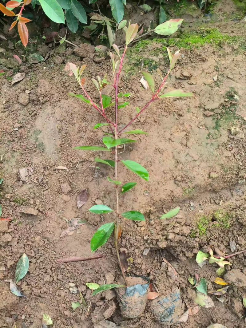 绿化苗木红叶石楠耐寒耐旱生命力顽强！适合庭院花园小区