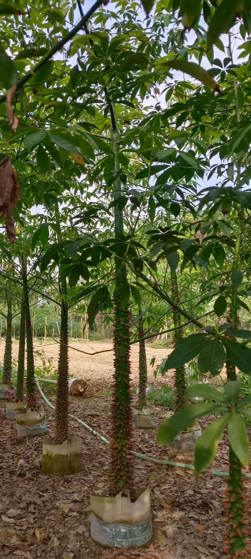 美丽异木棉