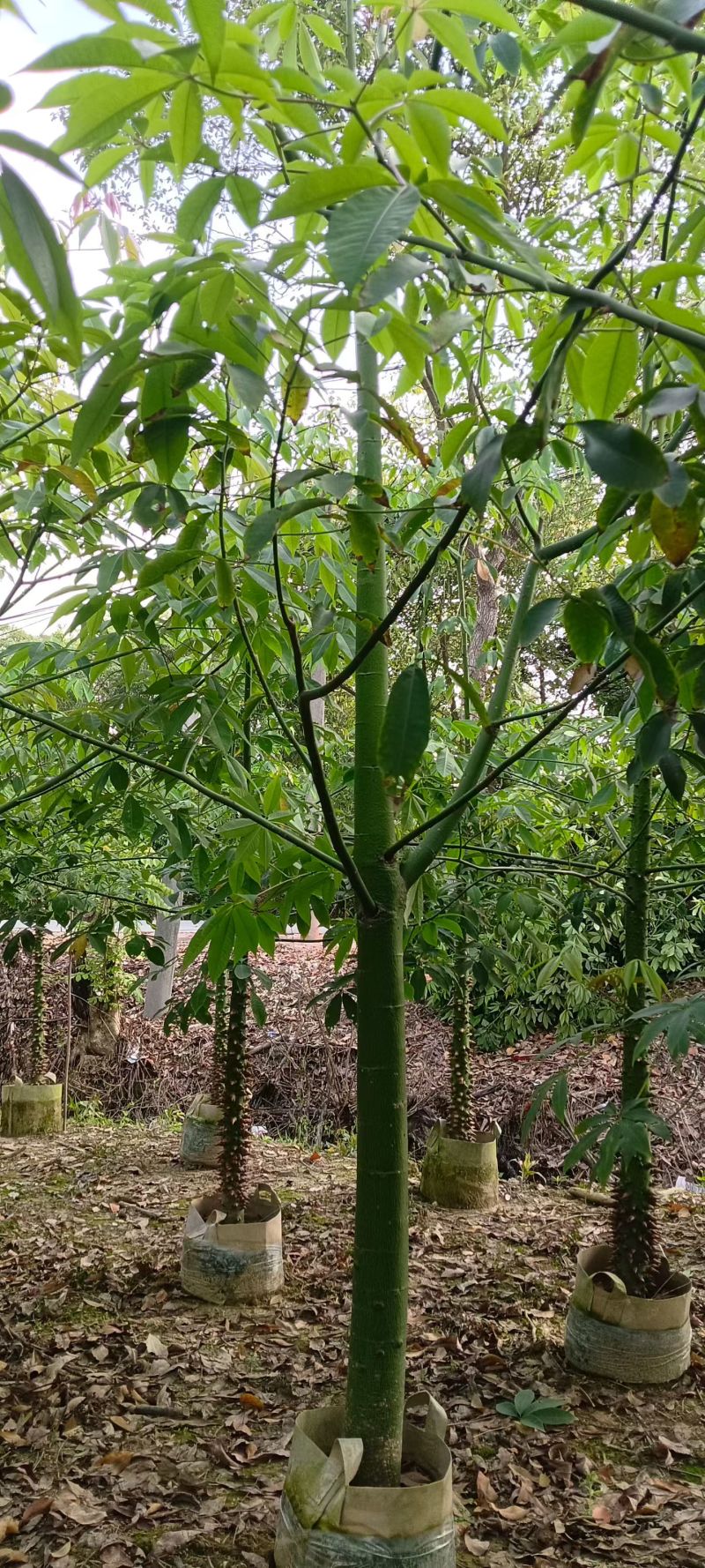 美丽异木棉