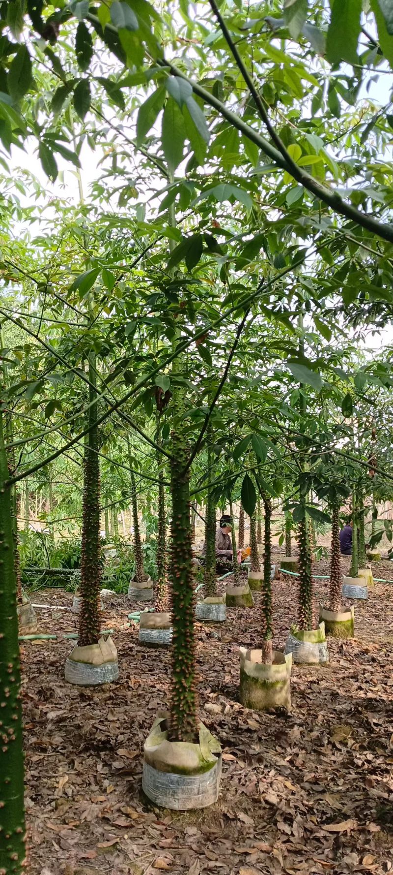 美丽异木棉