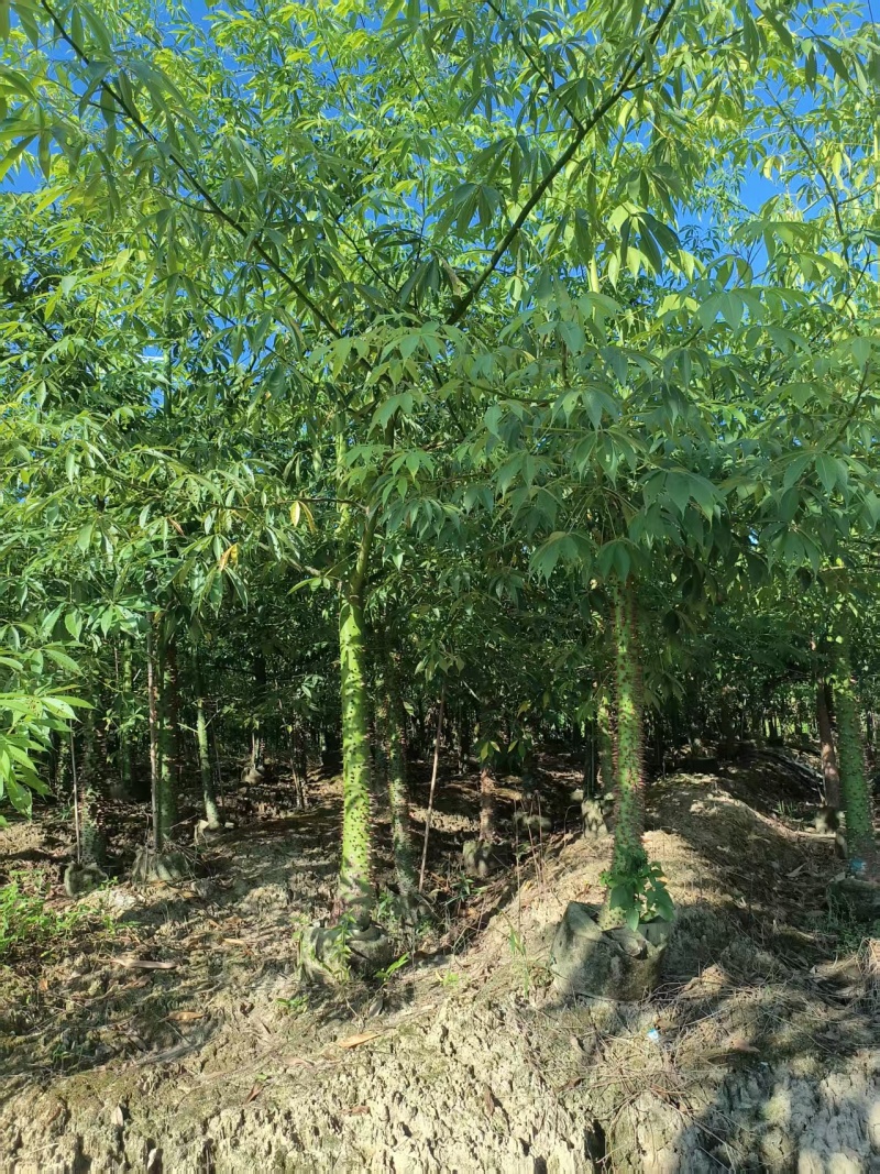 美丽异木棉
