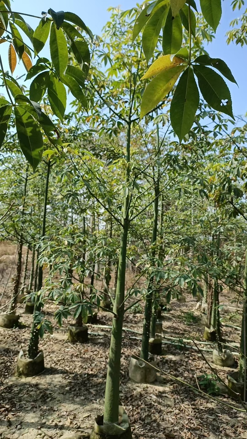 美丽异木棉