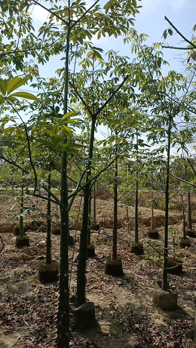 美丽异木棉