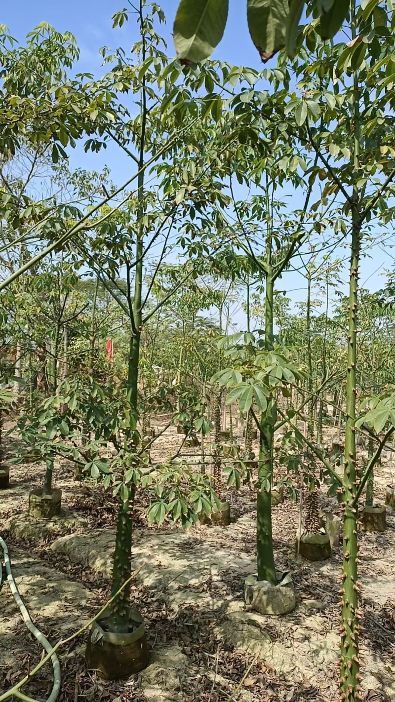 美丽异木棉