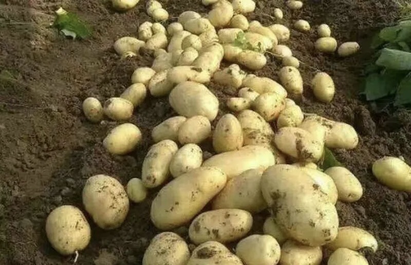 黄心土豆V8基地直供品质优可视频看货欢迎咨询来电