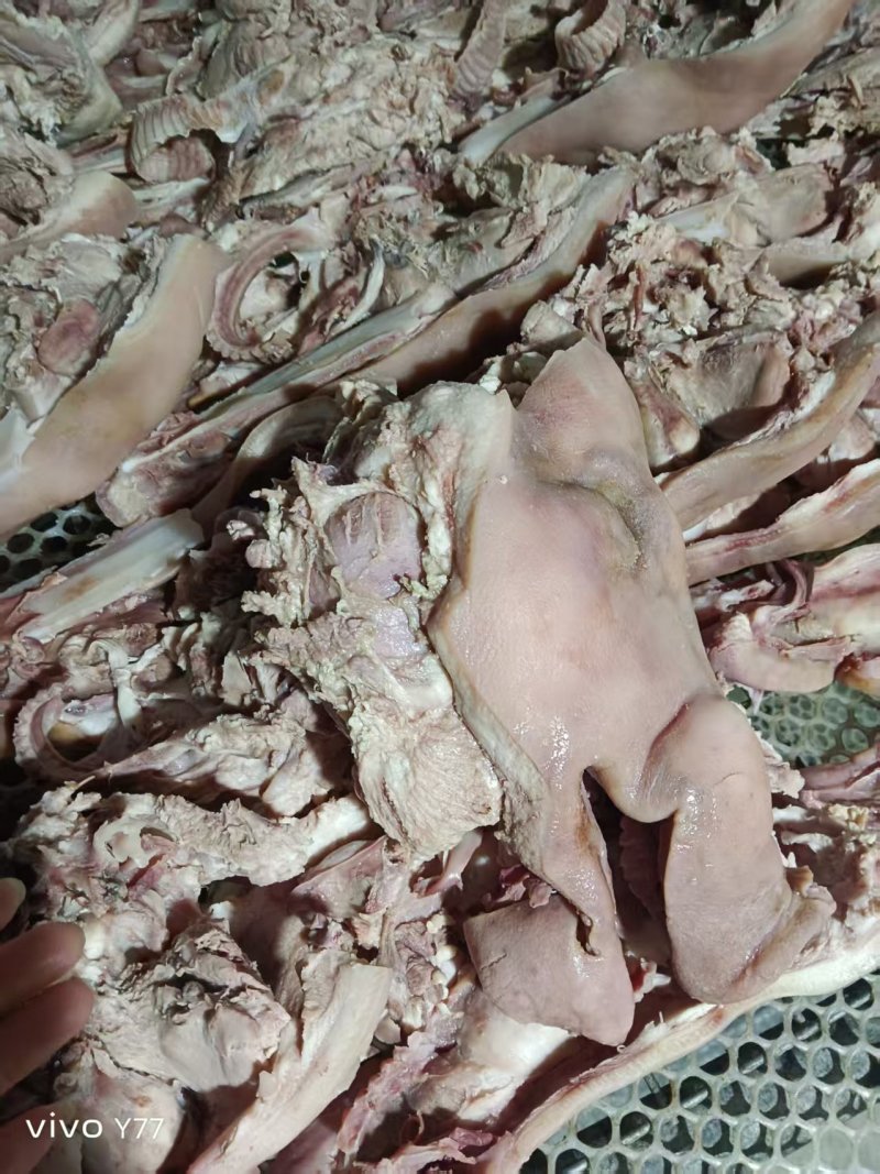 半成品猪头肉