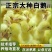 鹅苗白鹅苗三花鹅苗皖西大白鹅五龙鹅苗厂家直销
