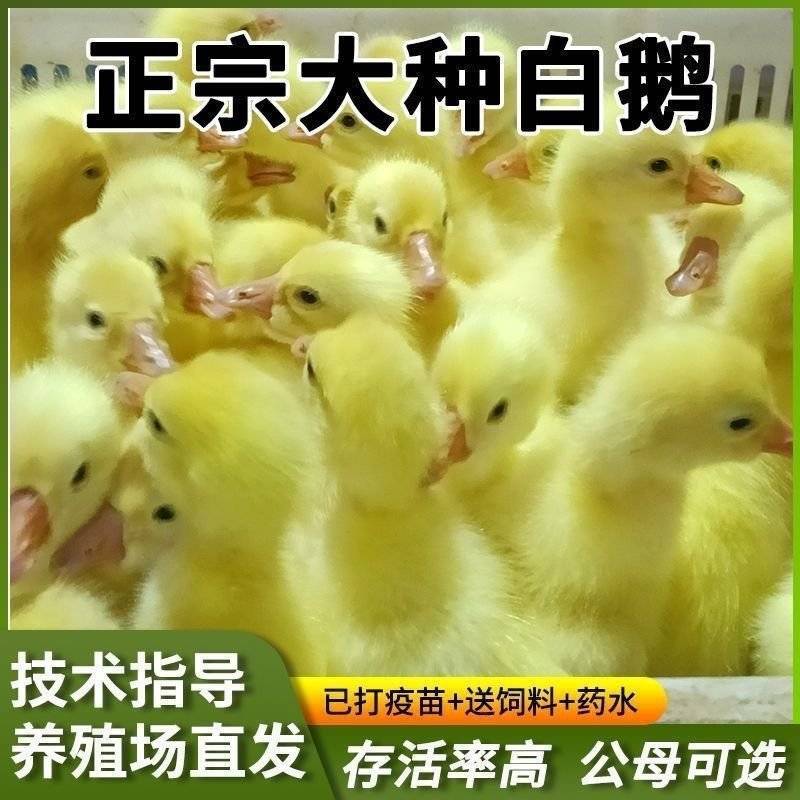 鹅苗白鹅苗三花鹅苗皖西大白鹅五龙鹅苗厂家直销