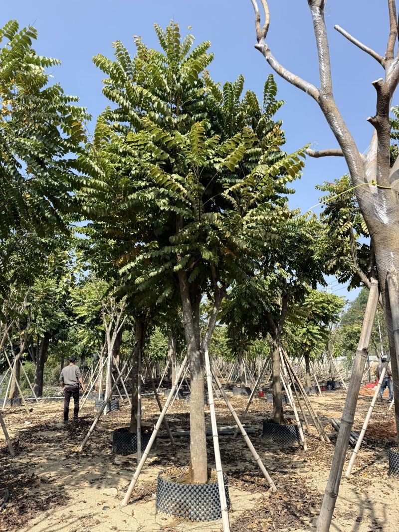 麻楝