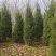 3米蜀侩，稀缺货源