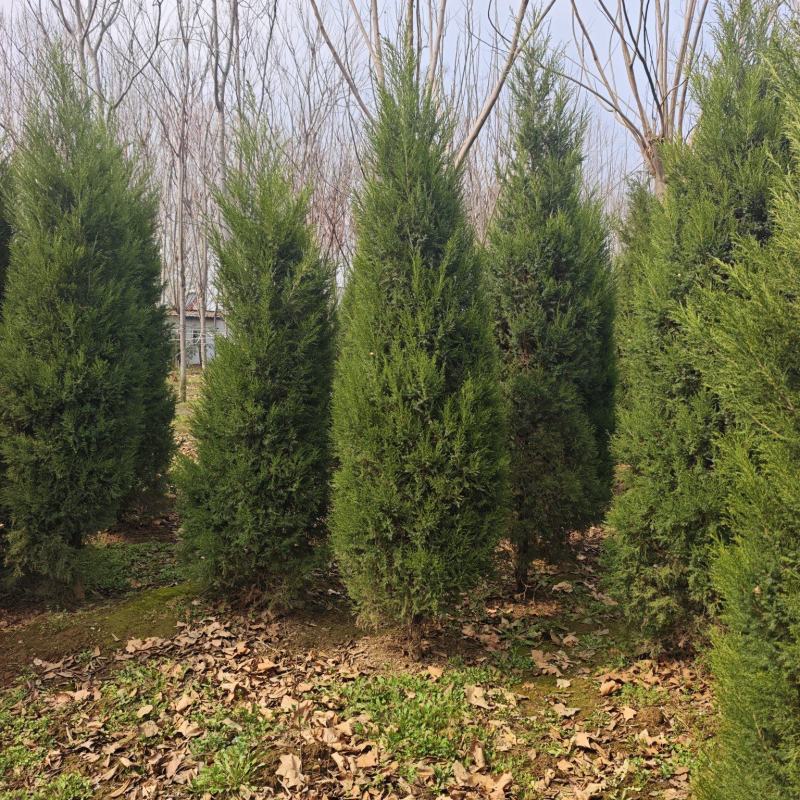 3米蜀侩，稀缺货源