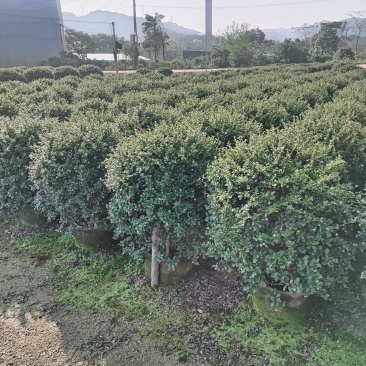 福建茶球
