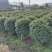 福建茶球