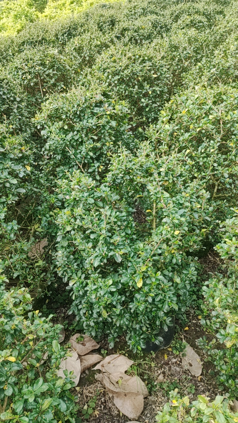 福建茶球