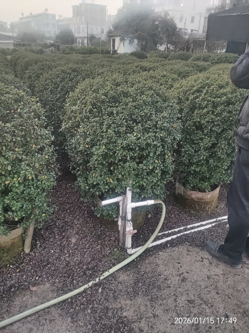 福建茶球