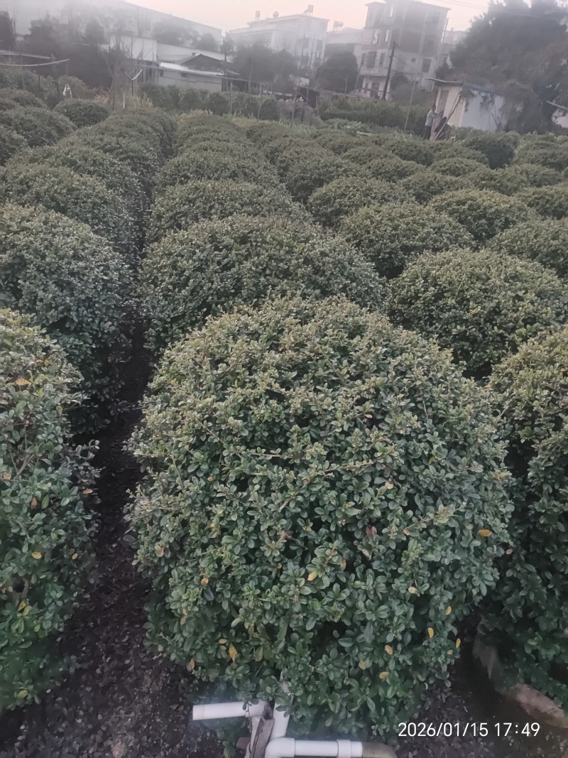 福建茶球