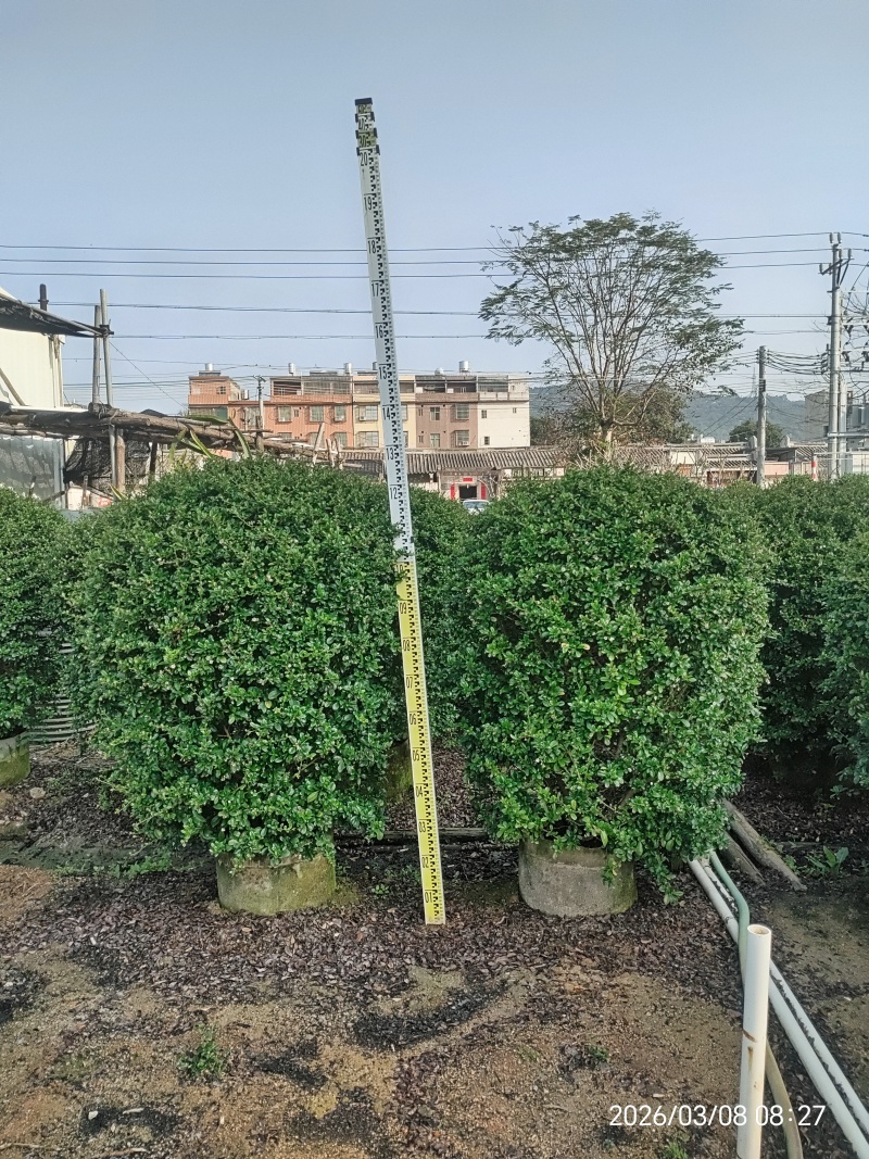 福建茶球