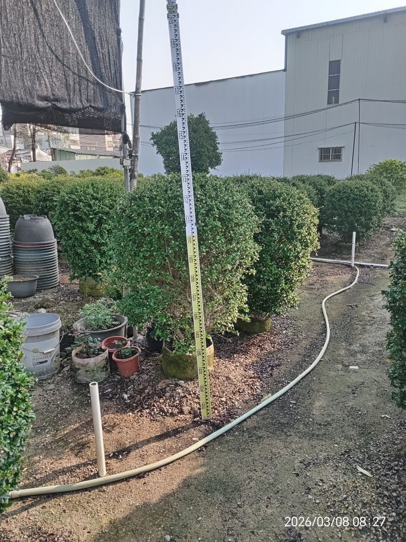 福建茶球
