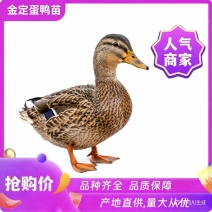 厂家直销蛋鸭苗金锭蛋鸭苗青壳鸭苗江南一号蛋鸭苗