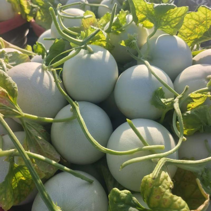 《玉菇甜瓜》浙江基地直发保质保量一条龙服务量大从优