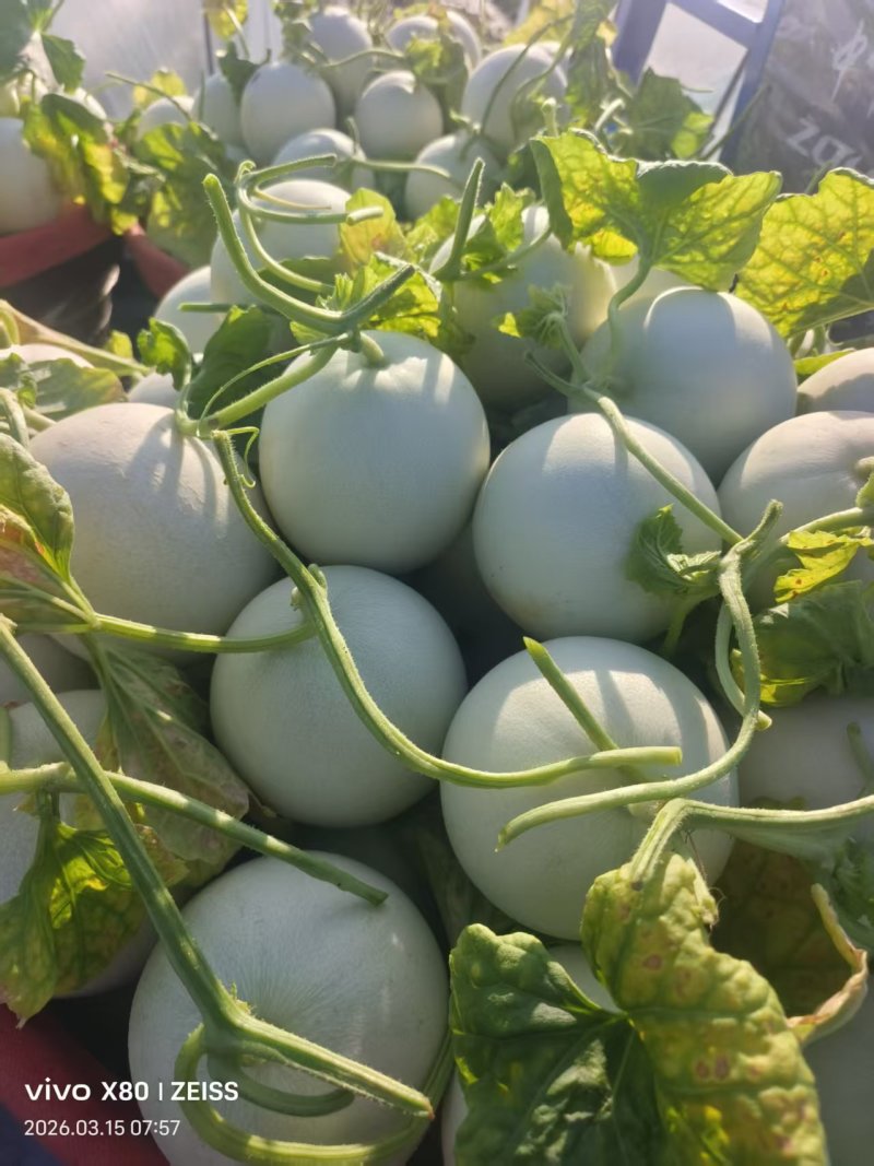 《玉菇甜瓜》浙江基地直发保质保量一条龙服务量大从优