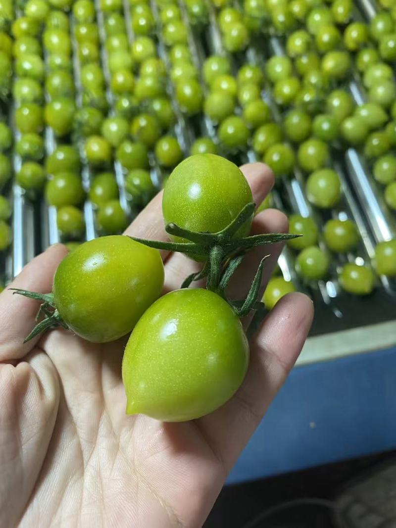 寿光产地测糖小番茄青甜青甜二号新鲜采摘产地直达