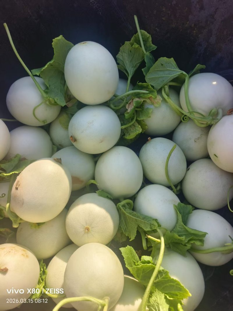 《玉菇甜瓜》浙江基地直发保质保量一条龙服务量大从优