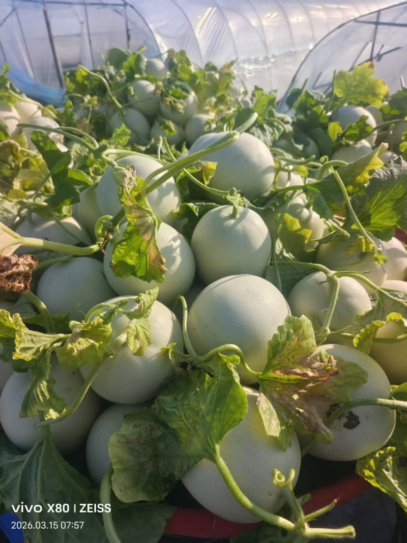 《玉菇甜瓜》浙江基地直发保质保量一条龙服务量大从优