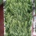 【精】面条菜/山东特菜/基地一手货源/量大从优/全国发货