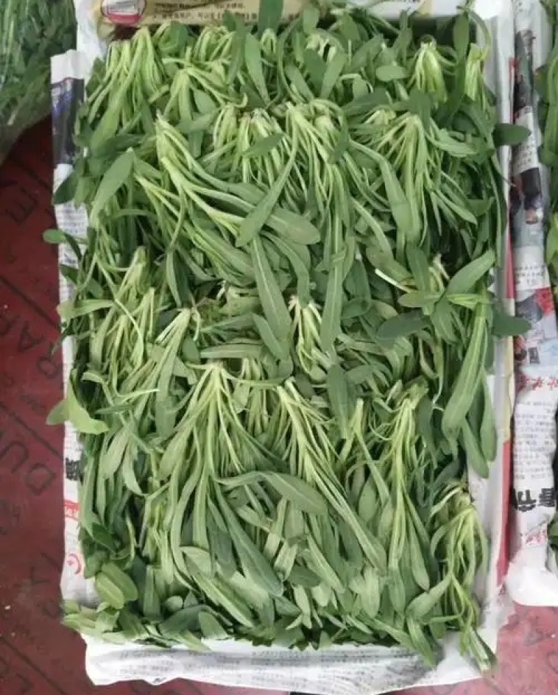 【精】面条菜/山东特菜/基地一手货源/量大从优/全国发货
