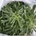 【精】面条菜/山东特菜/基地一手货源/量大从优/全国发货