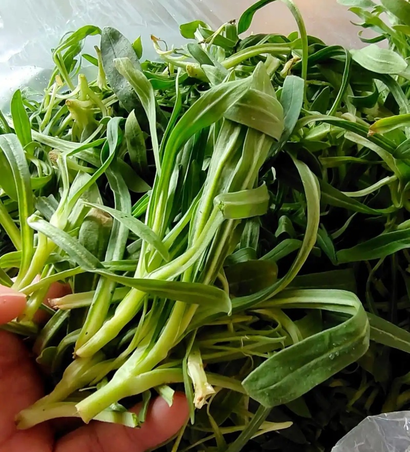 【精】面条菜/山东特菜/基地一手货源/量大从优/全国发货