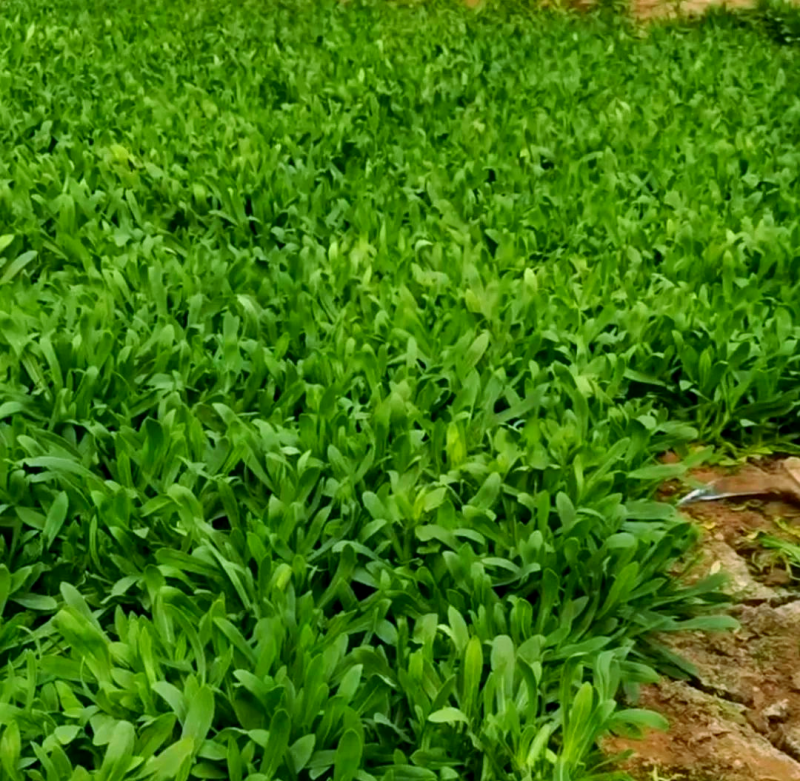 【精】面条菜/山东特菜/基地一手货源/量大从优/全国发货