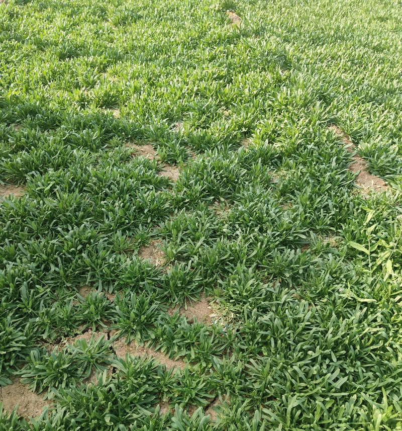【精】面条菜/山东特菜/基地一手货源/量大从优/全国发货