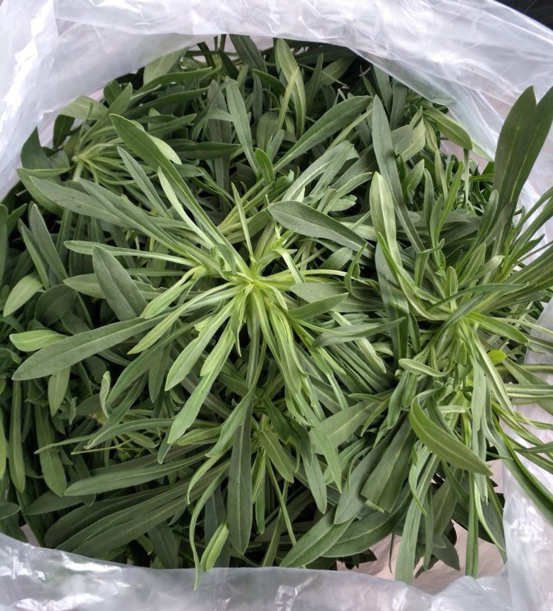 【面条菜】山东特菜/基地现货供应/量大从优/全国发货