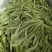 【面条菜】山东特菜/基地现货供应/量大从优/全国发货