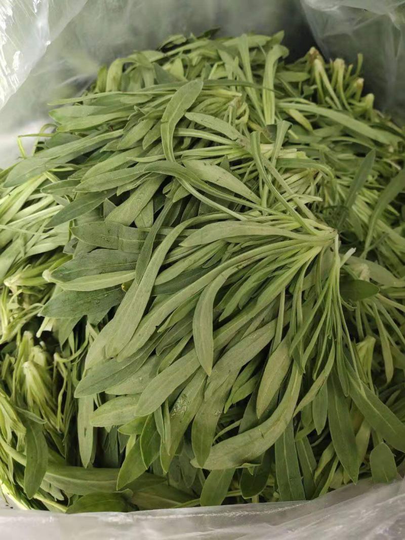 【面条菜】山东特菜/基地现货供应/量大从优/全国发货