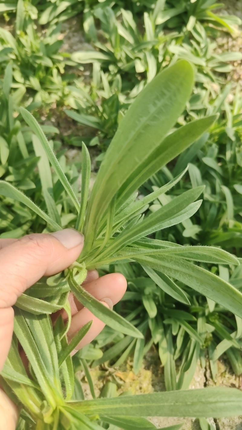 【面条菜】山东特菜/基地现货供应/量大从优/全国发货