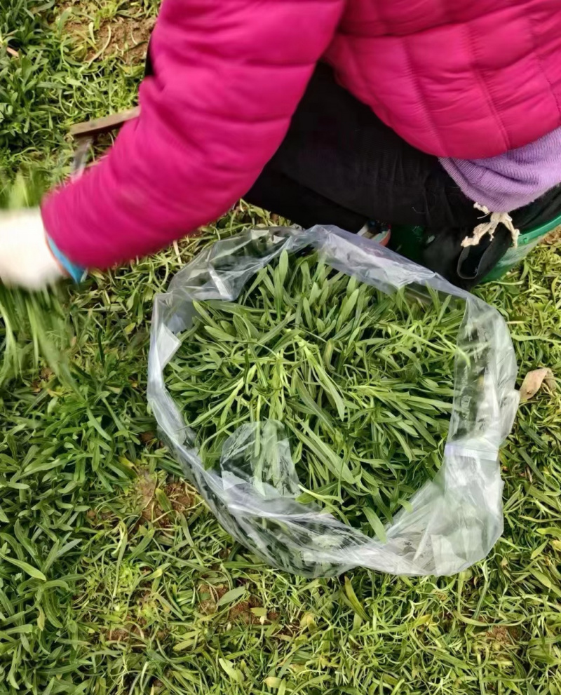 【面条菜】山东特菜/基地现货供应/量大从优/全国发货