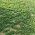 【面条菜】山东特菜/基地现货供应/量大从优/全国发货
