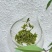 2026特级恩施玉露恩施富硒蒸青绿茶浙农117茶种芽尖茶