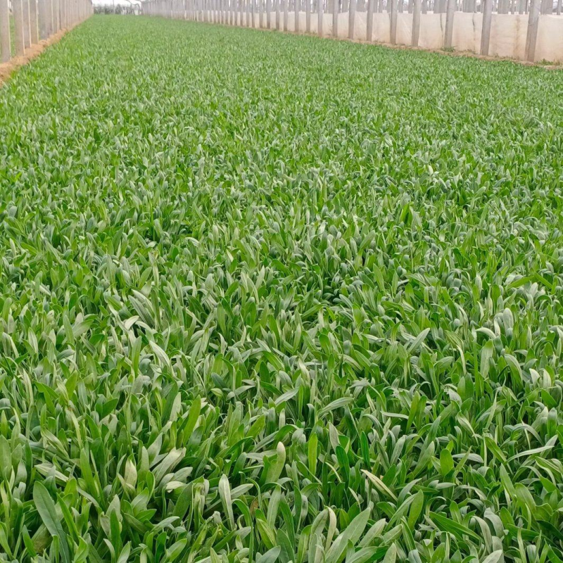 【面条菜】山东特菜/基地现货供应/量大从优/全国发货