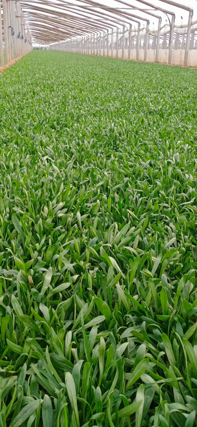 【面条菜】山东特菜/基地现货供应/量大从优/全国发货