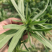 【面条菜】山东特菜/基地现货供应/量大从优/全国发货