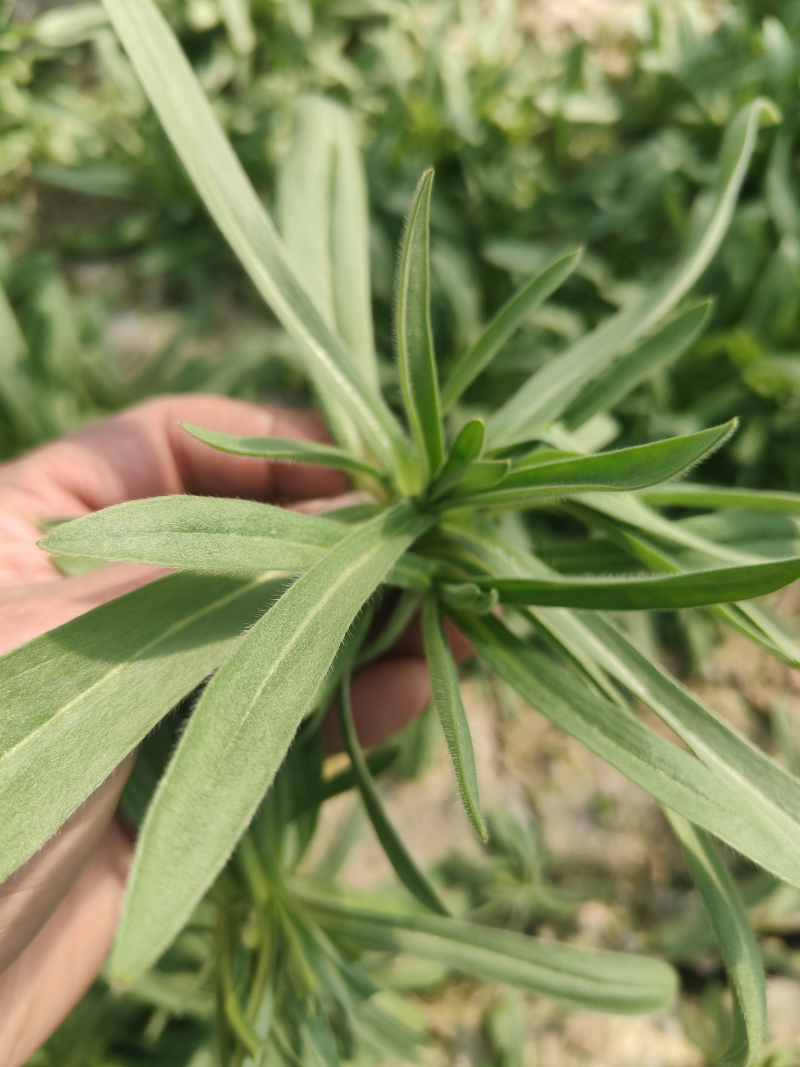 【面条菜】山东特菜/基地现货供应/量大从优/全国发货