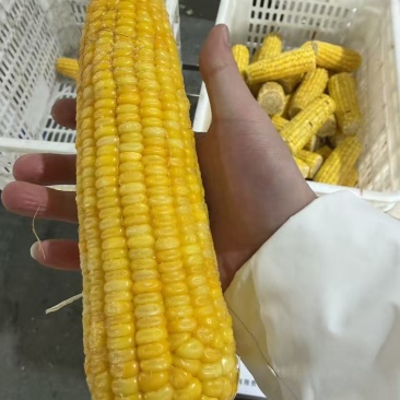 万全糯玉米