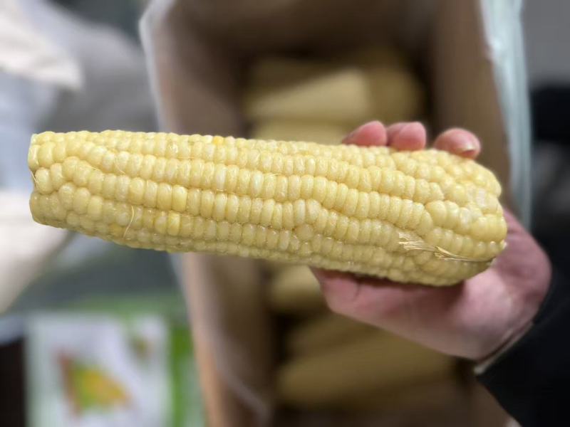 万全糯玉米