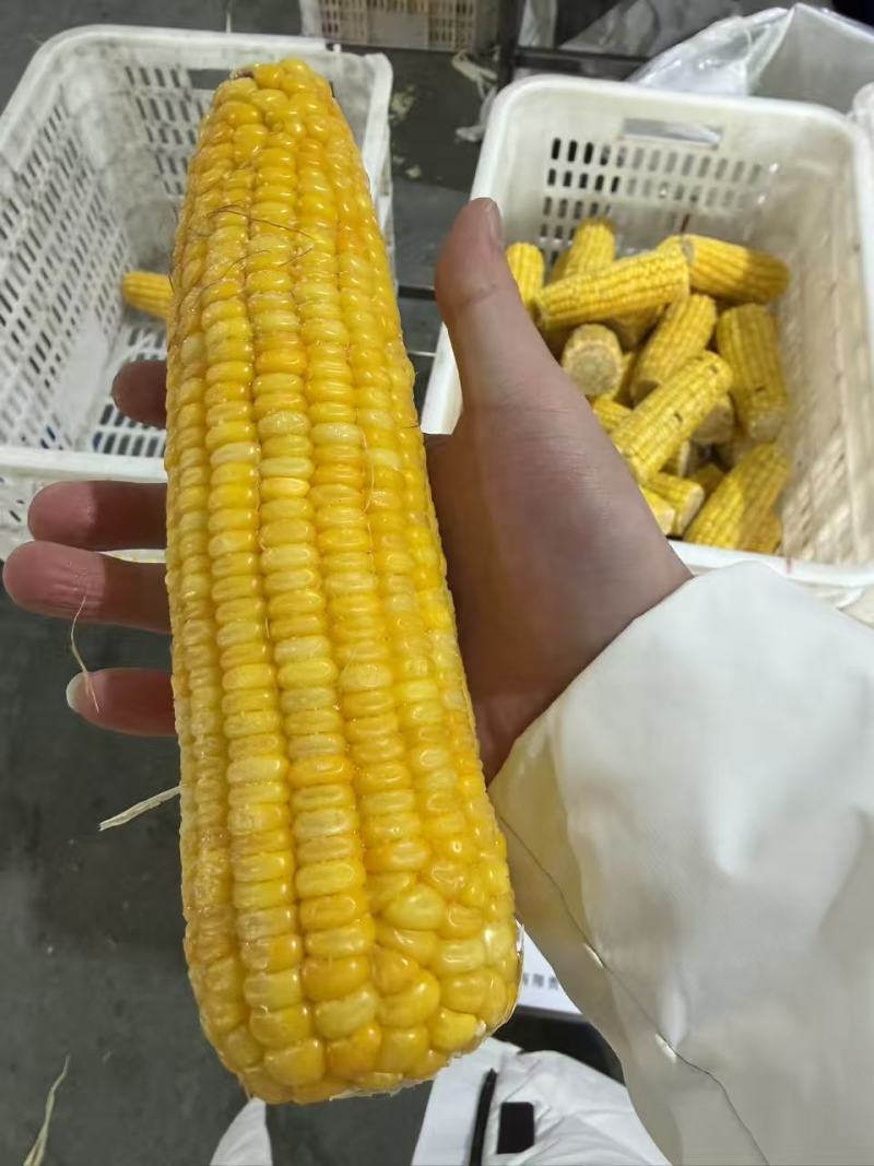 万全糯玉米